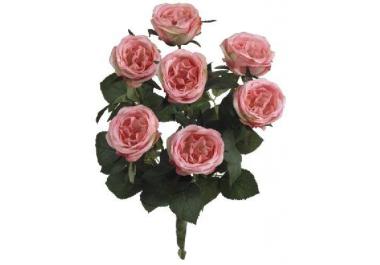 Arbustos Ornamentales