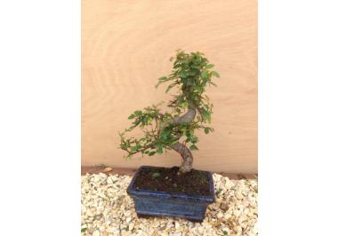 Bonsai